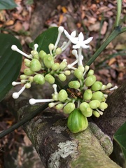 Cyclophyllum