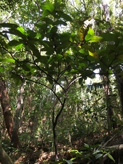Cyclophyllum