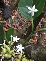 Cyclophyllum