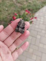 Amphipyra pyramidea