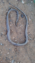 Coelognathus helena