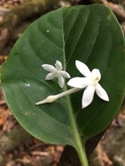 Cyclophyllum
