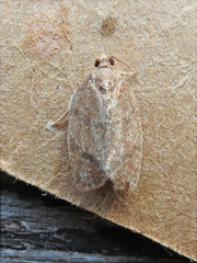 Argyrotaenia juglandana