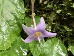 Conandron ramondioides