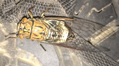 Henicopsaltria kelsalli