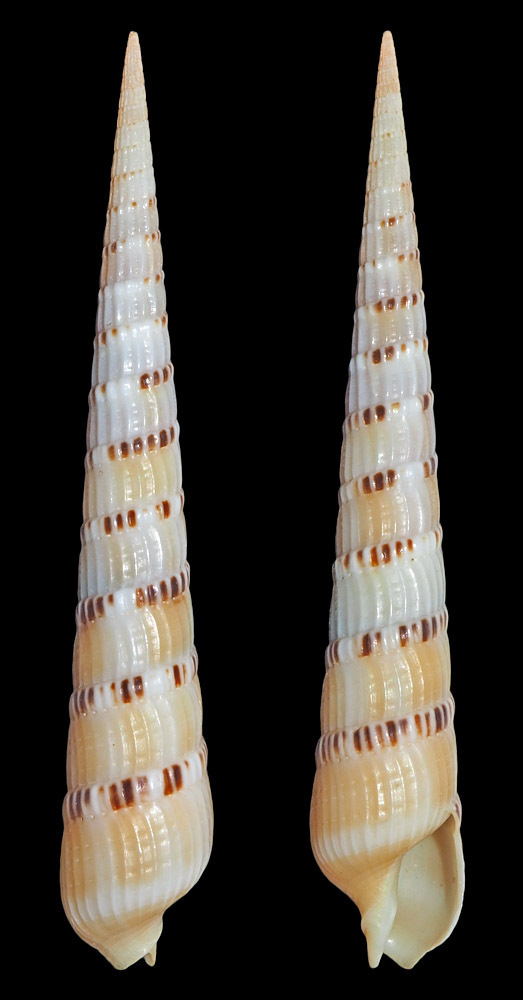 Myurella pertusa
