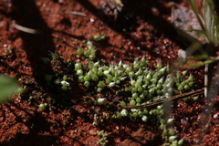 Gigaspermum repens
