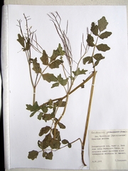 Cardamine prorepens