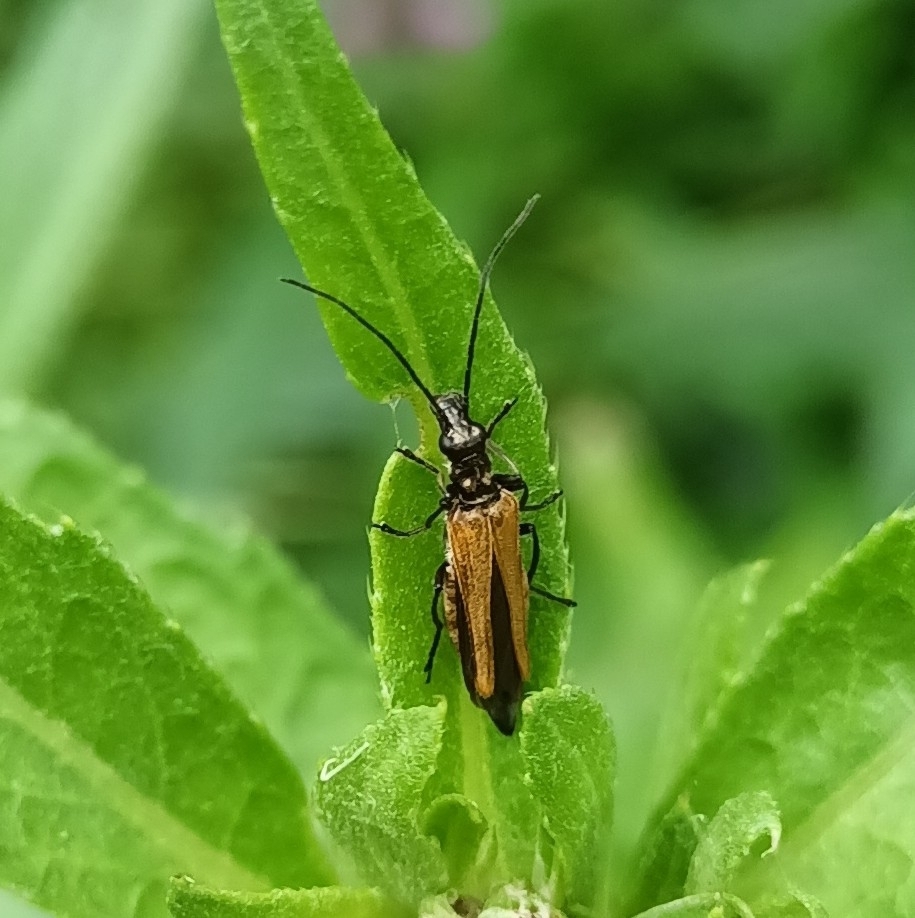 Oedemera femorata