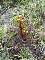 Pedicularis flammea
