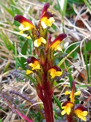 Pedicularis flammea