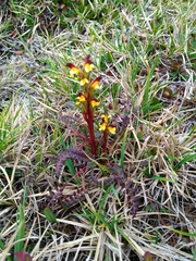 Pedicularis flammea