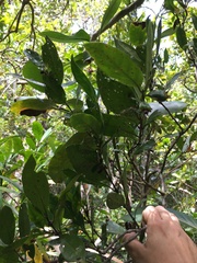 Cyclophyllum