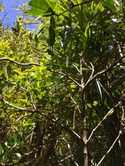 Cyclophyllum