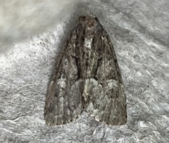 Neoligia subjuncta