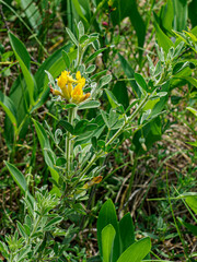 Chamaecytisus supinus