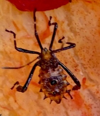 Leptoglossus gonagra