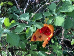 Leptoglossus gonagra