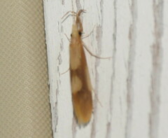 Triaenodes marginatus