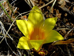 Romulea macowanii