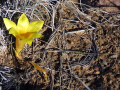 Romulea macowanii