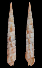 Myurellopsis kilburni