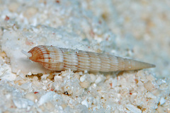 Myurellopsis kilburni