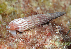 Myurellopsis kilburni