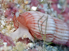 Myurellopsis kilburni