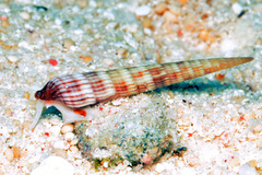 Myurellopsis kilburni