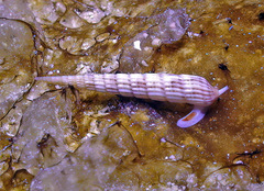 Myurellopsis kilburni