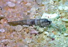 Myurellopsis kilburni