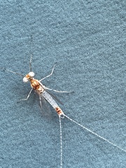 Maccaffertium modestum