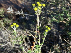 Pentzia quinquefida