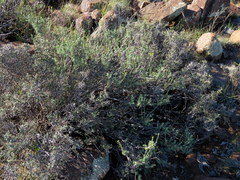 Pentzia quinquefida