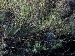 Pentzia quinquefida