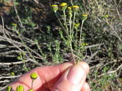 Pentzia quinquefida