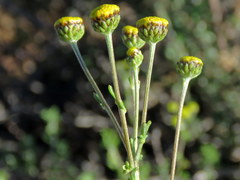 Pentzia quinquefida