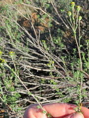 Pentzia quinquefida