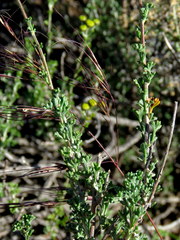 Pentzia quinquefida