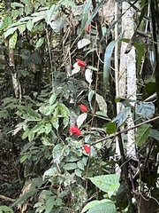 Passiflora tholozanii