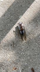 Neotibicen lyricen