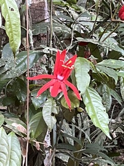 Passiflora tholozanii