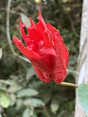 Passiflora tholozanii