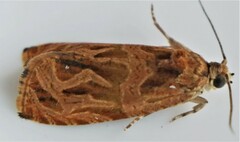 Olethreutes nitidana