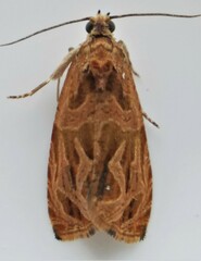 Olethreutes nitidana