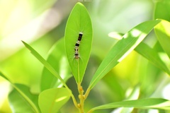 Lasiocampoidea