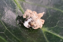 Ricania speculum