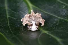Ricania speculum