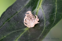 Ricania speculum